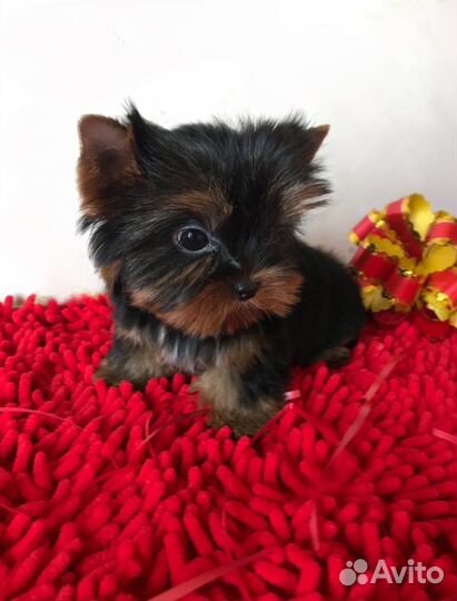 Микро мальчик и девочка