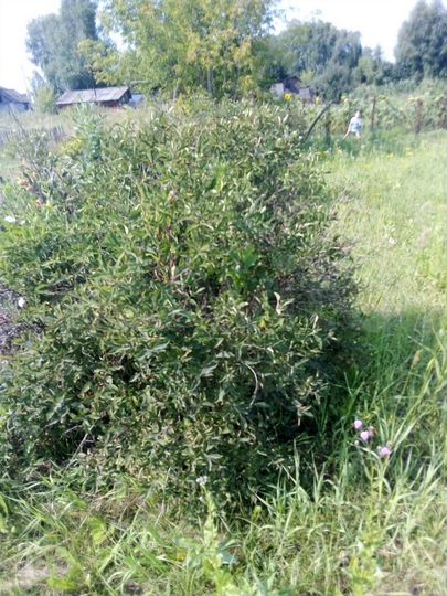 Участок 6,1 сот. (ИЖС)