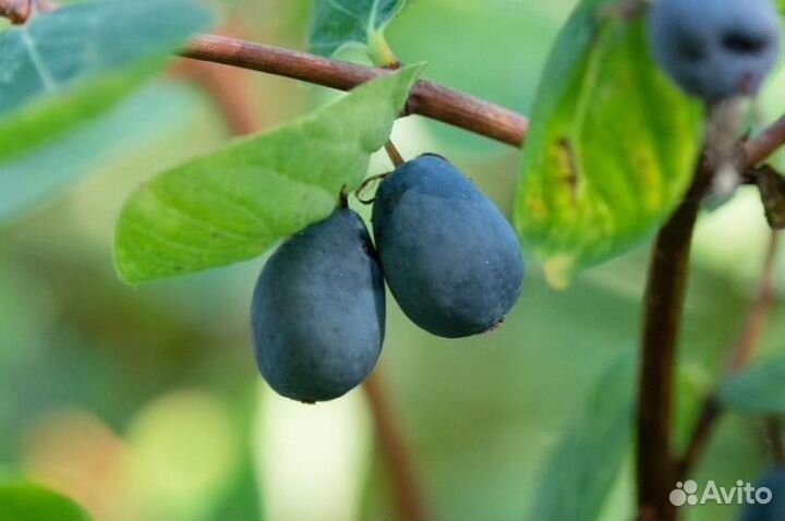 Саженцы черной смородины