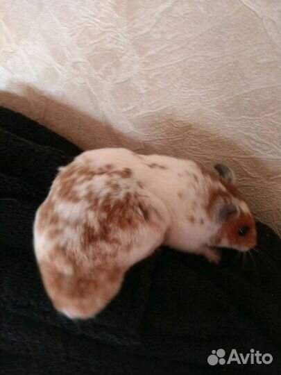 Сирийские короткошерстные хомячки