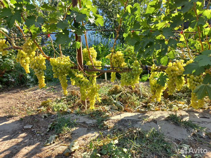 Вегетирующие саженцы винограда