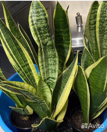Сансевиерия 4сорта