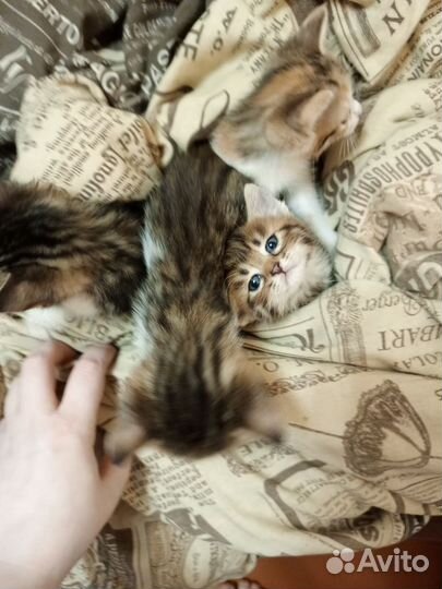 Маленькие суетологи