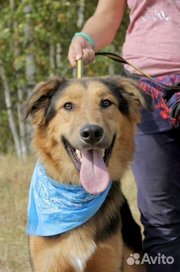 Супер пёс в добрые руки