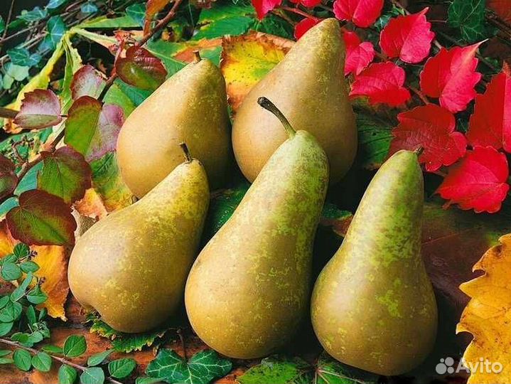 Сочная груша реклама