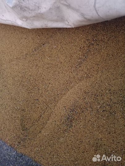 Семена люцерны