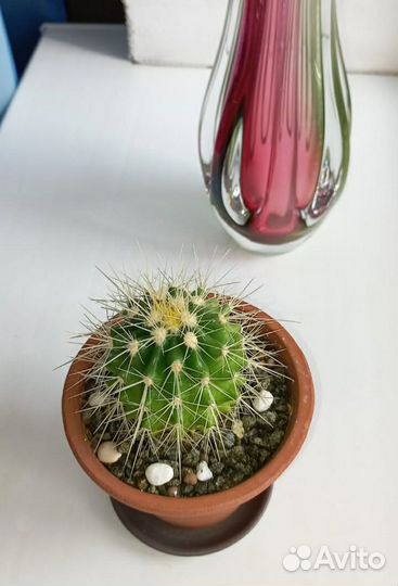 Большой круглый кактус
