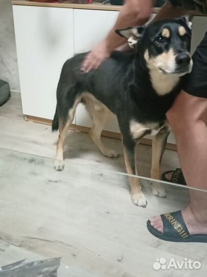 Массаж пушистым