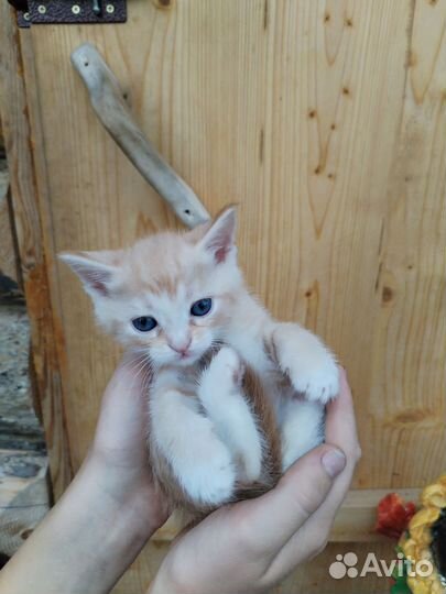 Котята в добрые руки