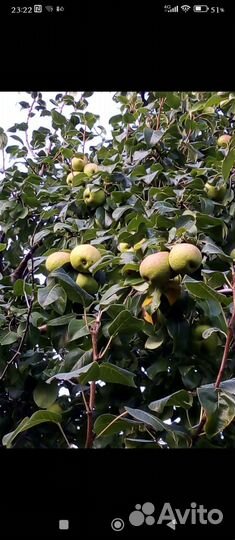Продам грушу