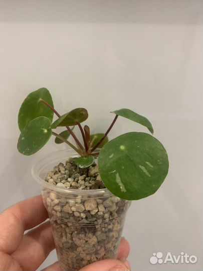 Пилея пеперомиевидная вариегантная