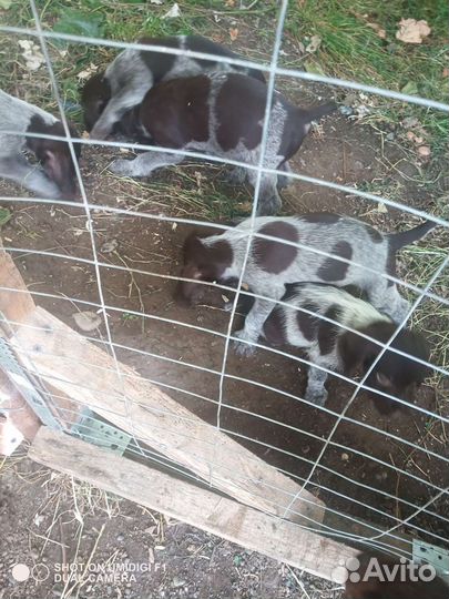 Щенки дратхаара