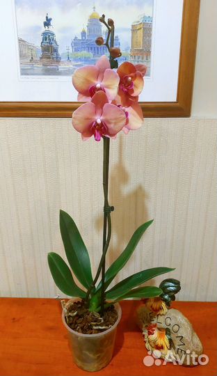 Сара Бланш орхидея Фаленопсис Сортовая Цветущая