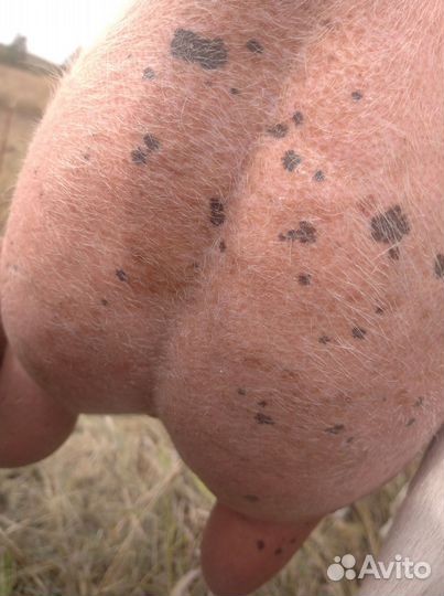 Козы Новозеландские и Голландской породы