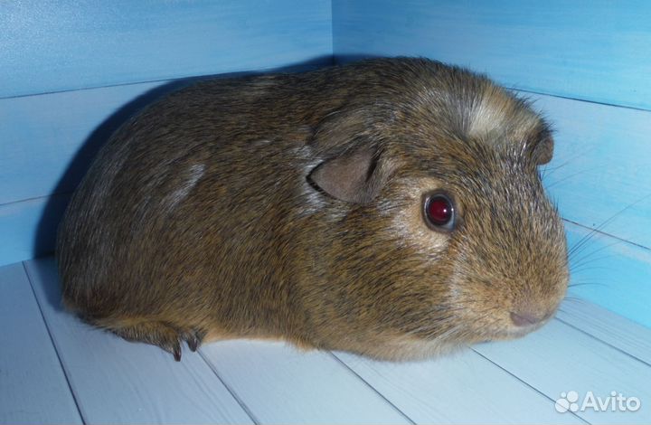 Три брата акробата морские свинки