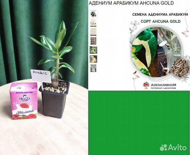 Сеянцы адениумов