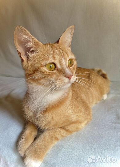 Кошка в дар бесплатно