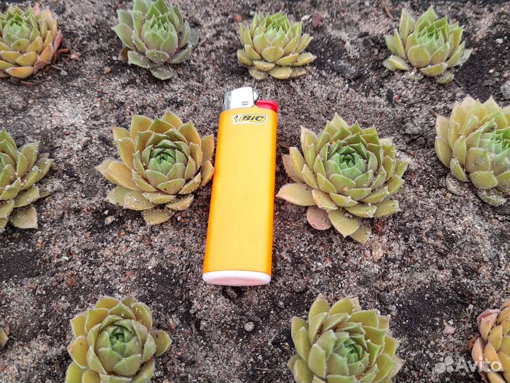 Молодило каменная роза