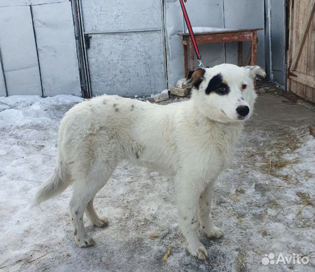 Ищу хозяев молодому кобельку