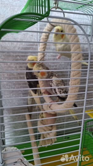 Отдам трех попугаев кореллы с клеткой