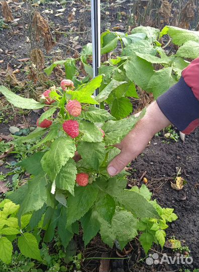 Малина ремонтантная саженцы 