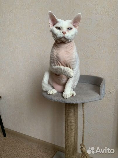 Девон-рекс вязка