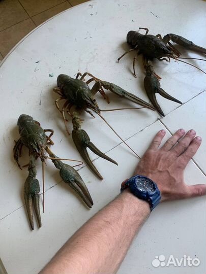 Раки живые