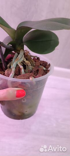 Орхидея фаленопсис мультифлора