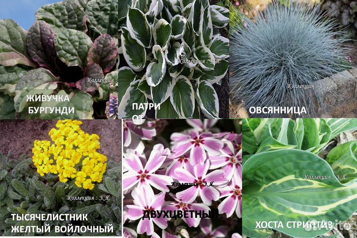 Почвопокровные Многолетники Хосты (Часть 1) Почтой