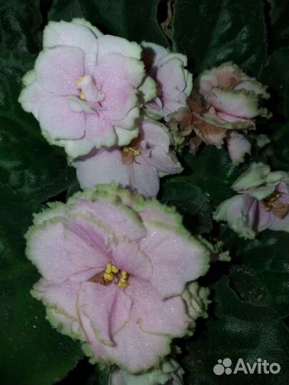 Фиалка в горшках