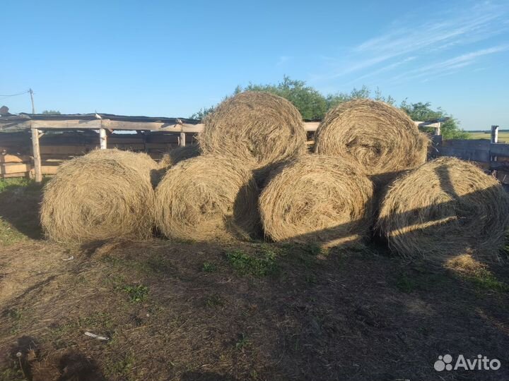Сено в рулонах