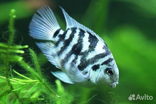 Аквариумные рыбки попугай