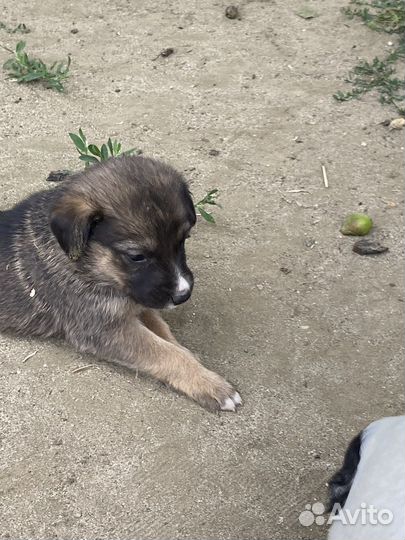 Щенки в добрые руки, бесплатно. Волгоград