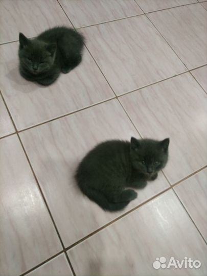 Шотландский котенок скоттиш страйт