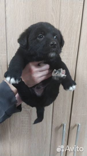 Замечательные щенки