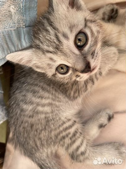 Котята отдам даром