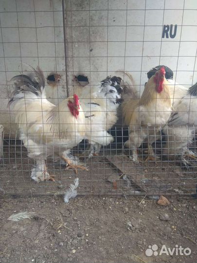 Петухи Колумбийской Брамы