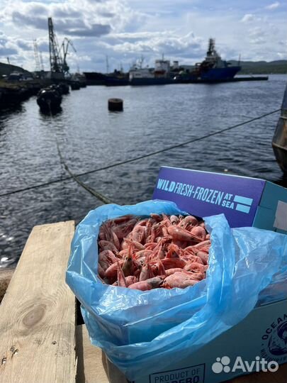 Креветка северная 90+