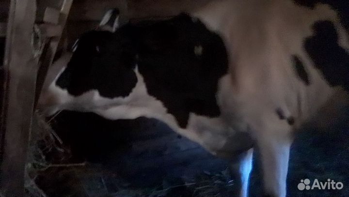 Продаю телку