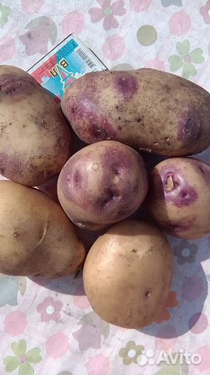 Продам картофель