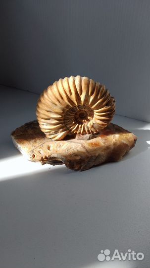 Окаменелости аммониты