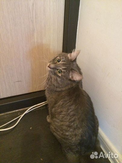Котик для вязки