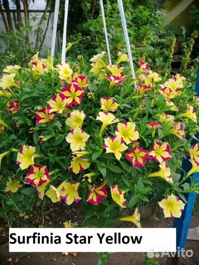 Вегетативная петуния