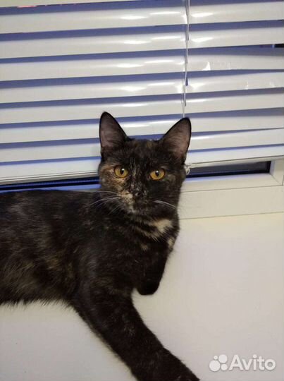 Стерилизованная девочка в добрые руки 8 мес