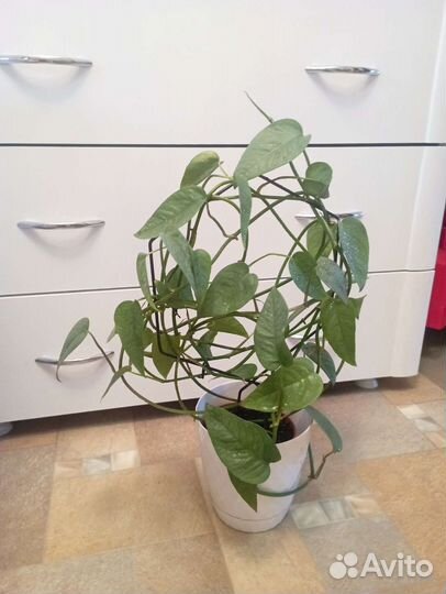 Эпипремнум Сабу блю