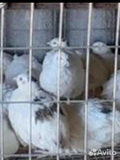 Перепелки,'Теханы' самцы