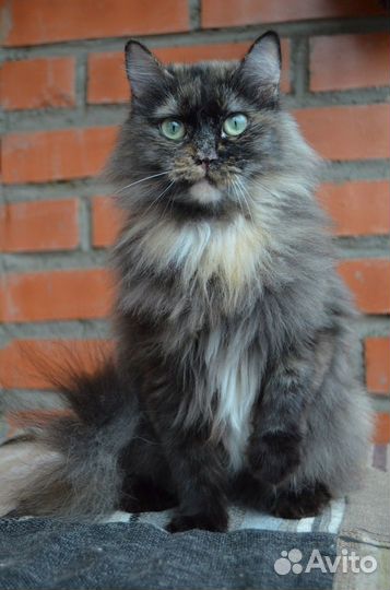 Отдам молодую кошечку. Стерильная