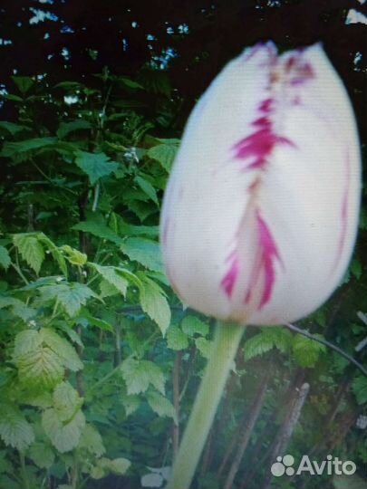 Луковицы тюльпанов