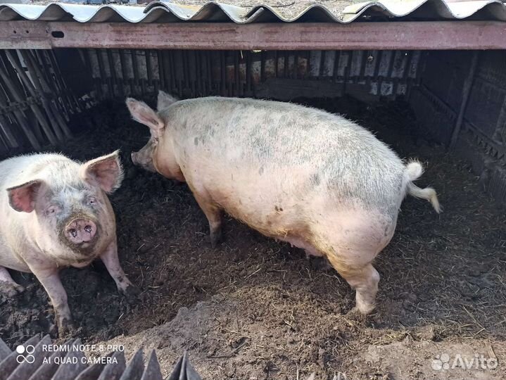 Домашняя свинья