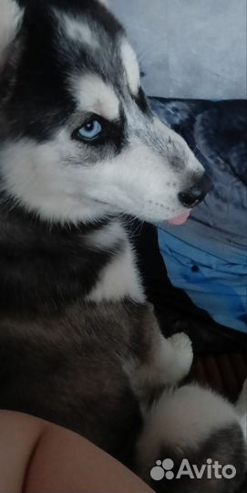 Сибирский хаски